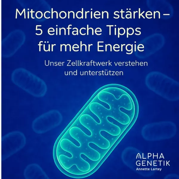 Annette Lartey - AlphaGenetik -  - Quelle für mehr Leistungsfähigkeit 5 &amp; 1 Tipp, um Deine Mitochondrien fit zu machen Bild