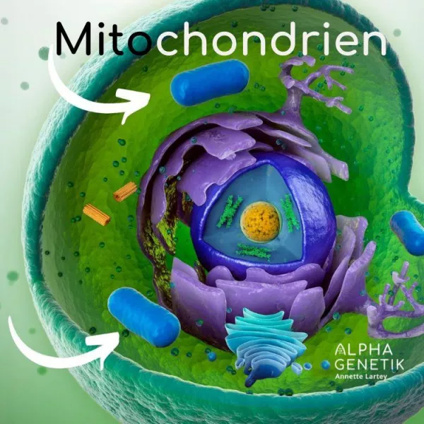 Annette Lartey - AlphaGenetik -  - Quelle für mehr Leistungsfähigkeit Mitochondrien - Wie Dein Körper auf geniale Weise mehr Energie erzeugt Bild