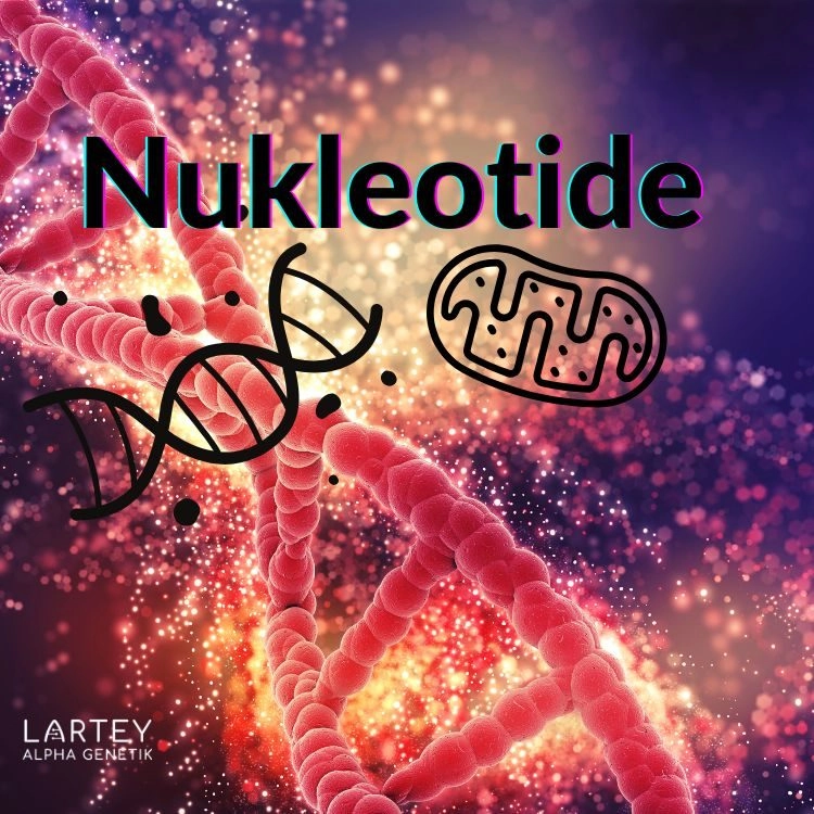 Welche Rolle Nukleotide für Deinen Körper und Deine Mitochondrien spielen - ein Artikel von Annette Lartey - AlphaGenetik -  - Quelle für mehr Leistungsfähigkeit