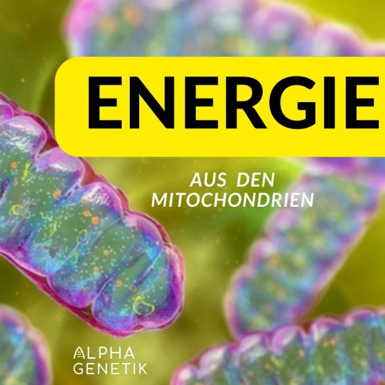 Wie das mit der Energiegewinnung in den Mitochondrien wirklich funktioniert. Die Atmungskette. - ein Artikel von Annette Lartey - AlphaGenetik -  - Quelle für mehr Leistungsfähigkeit