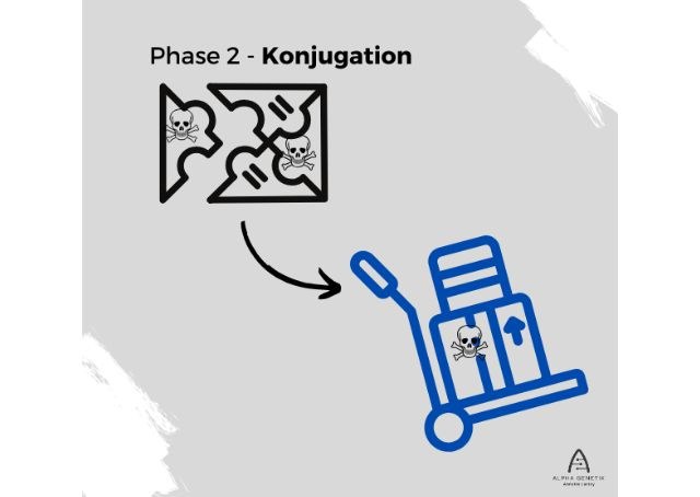 Biotransformation Phase 2