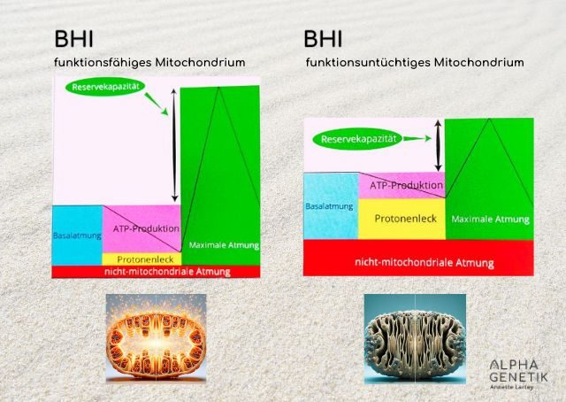BHI funktionsfähiges & funktionsuntüchtiges Mitochondrium