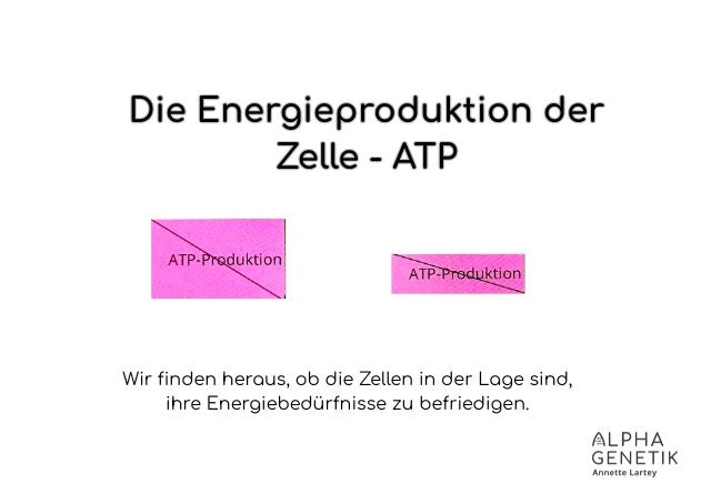 BHI - Mitochondrien - ATP-Produktion