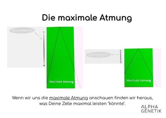 BHI - Die maximale Atmung
