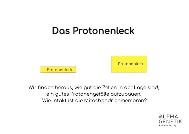 BHI - Mitochondrien - Protonenleck