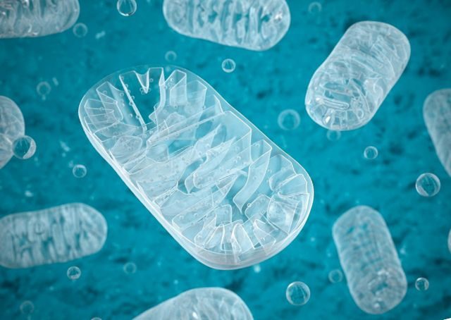 BHI - Mitochondrien - ergänzende Parameter