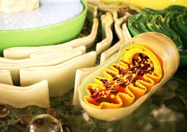 Gesundes Mitochondrium