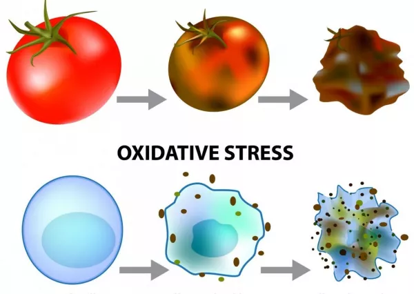Anette Lartey OXIDATIVER Stress - eine der wirklichen Ursachen für chronische Erkrankungen und Schäden an Deinen Mitochondrien Bild