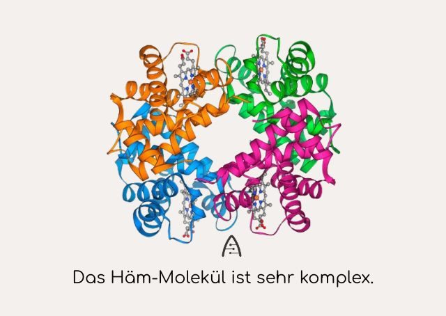Das Häm-Molekül